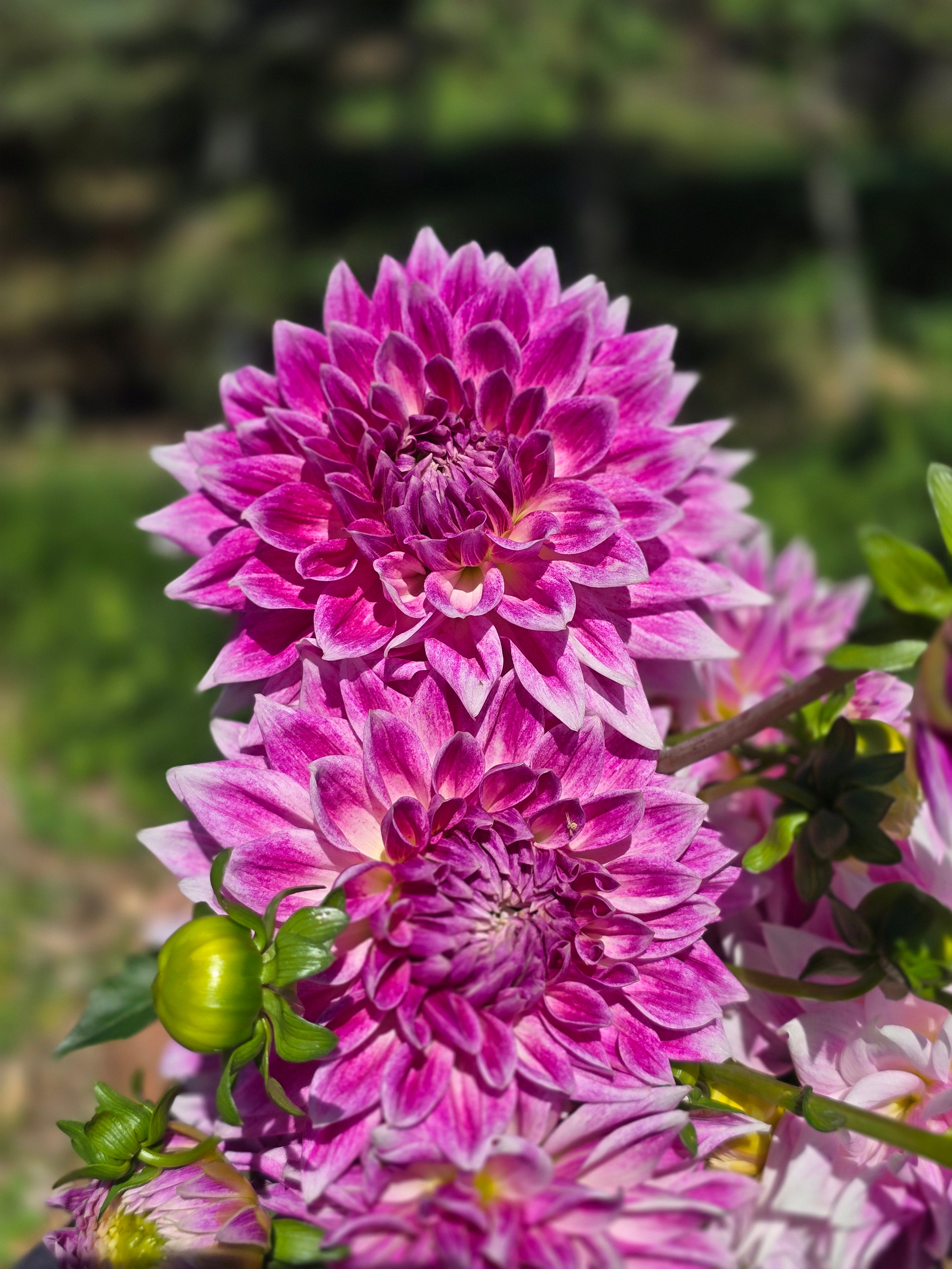 BJ's Dusty Rose - Tuber
