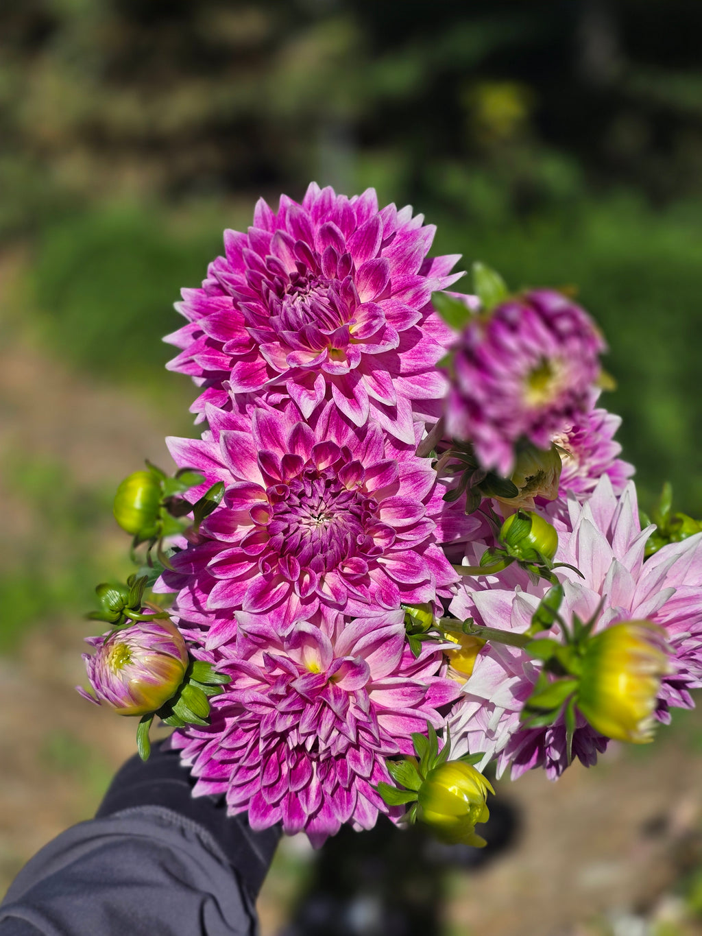 BJ's Dusty Rose - Tuber