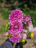 BJ's Dusty Rose - Tuber