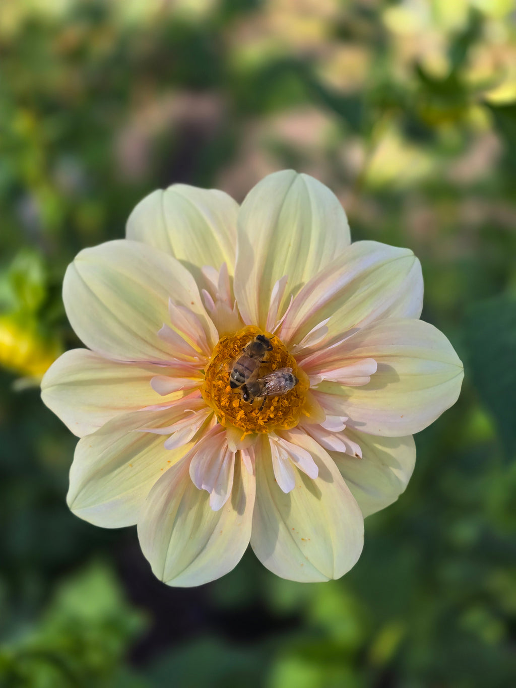 Apple blossom - Tuber