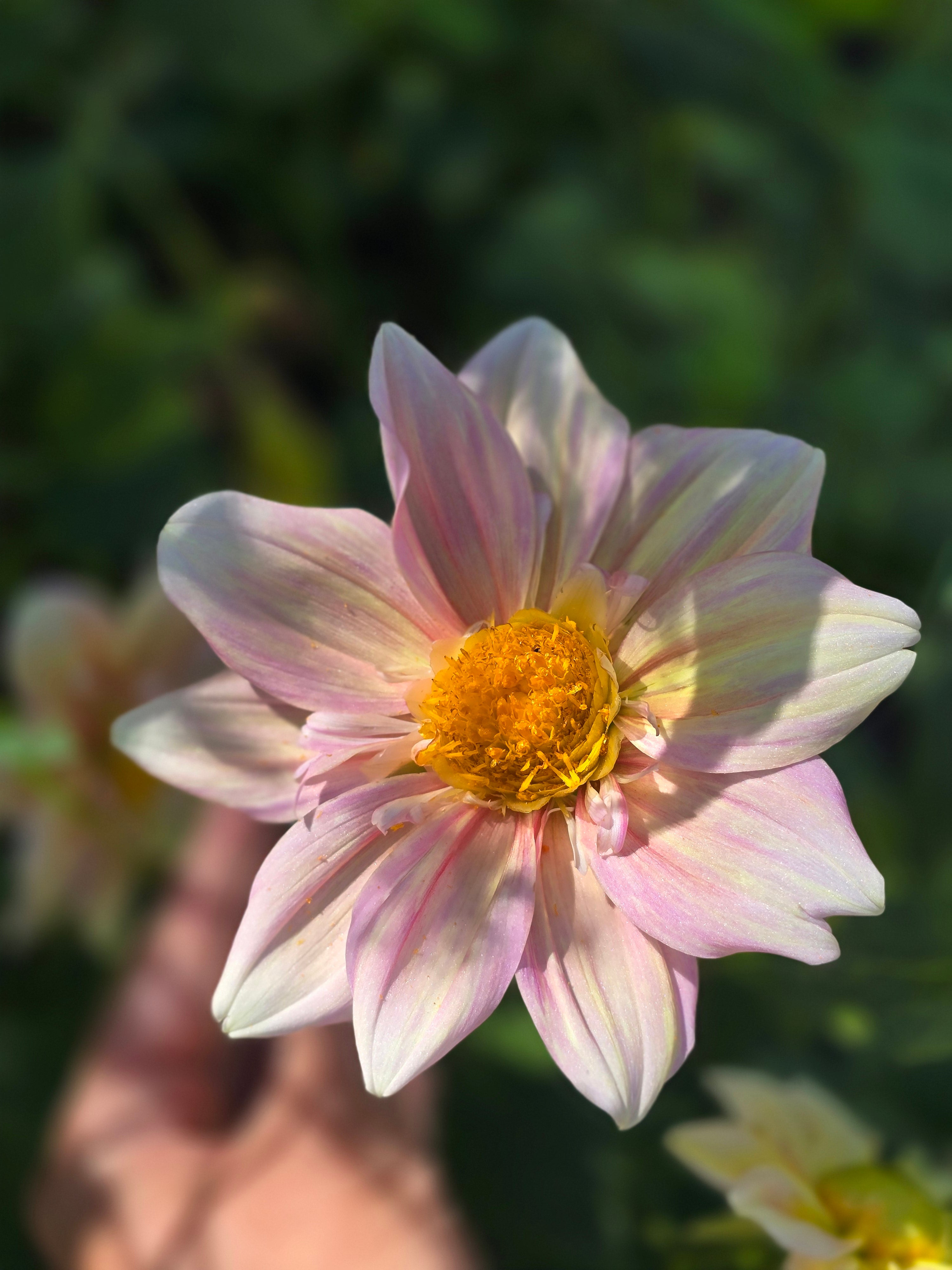 Apple blossom - Tuber