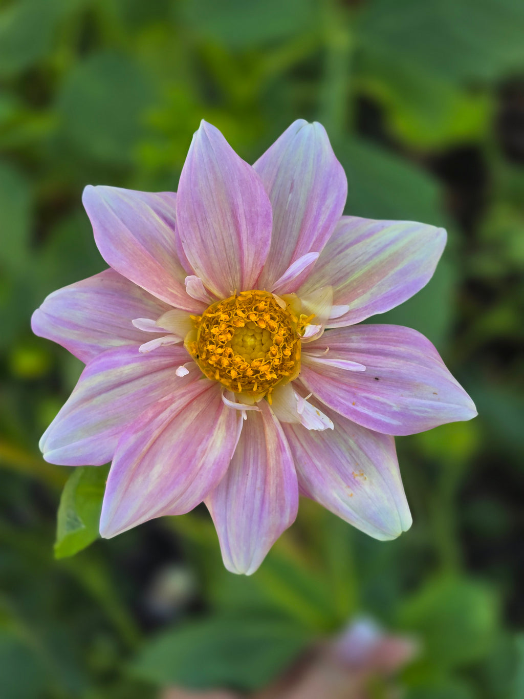 Apple blossom - Tuber