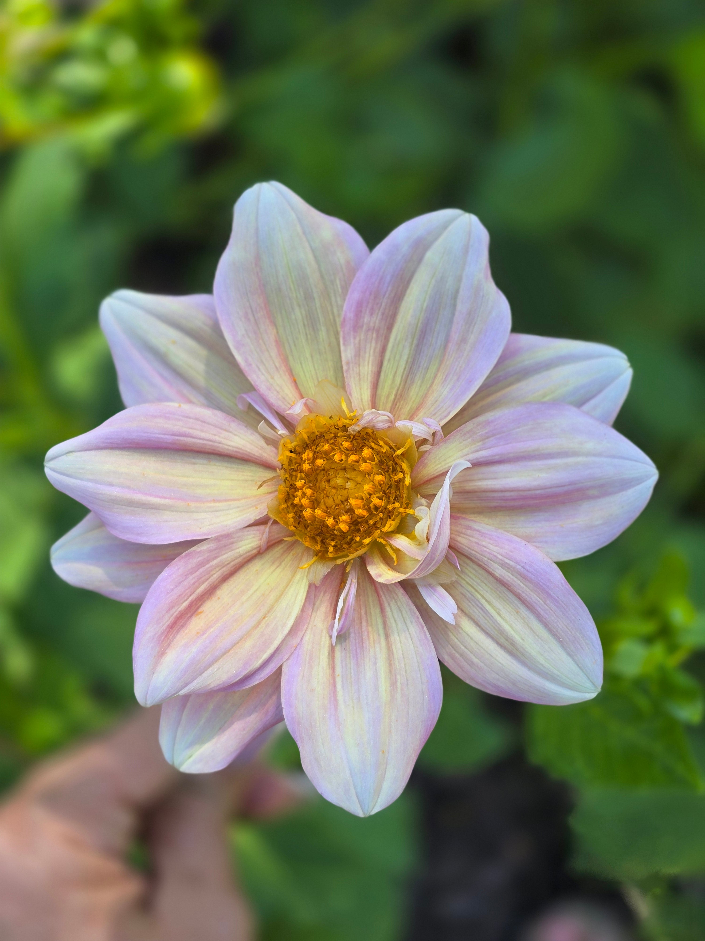Apple blossom - Tuber