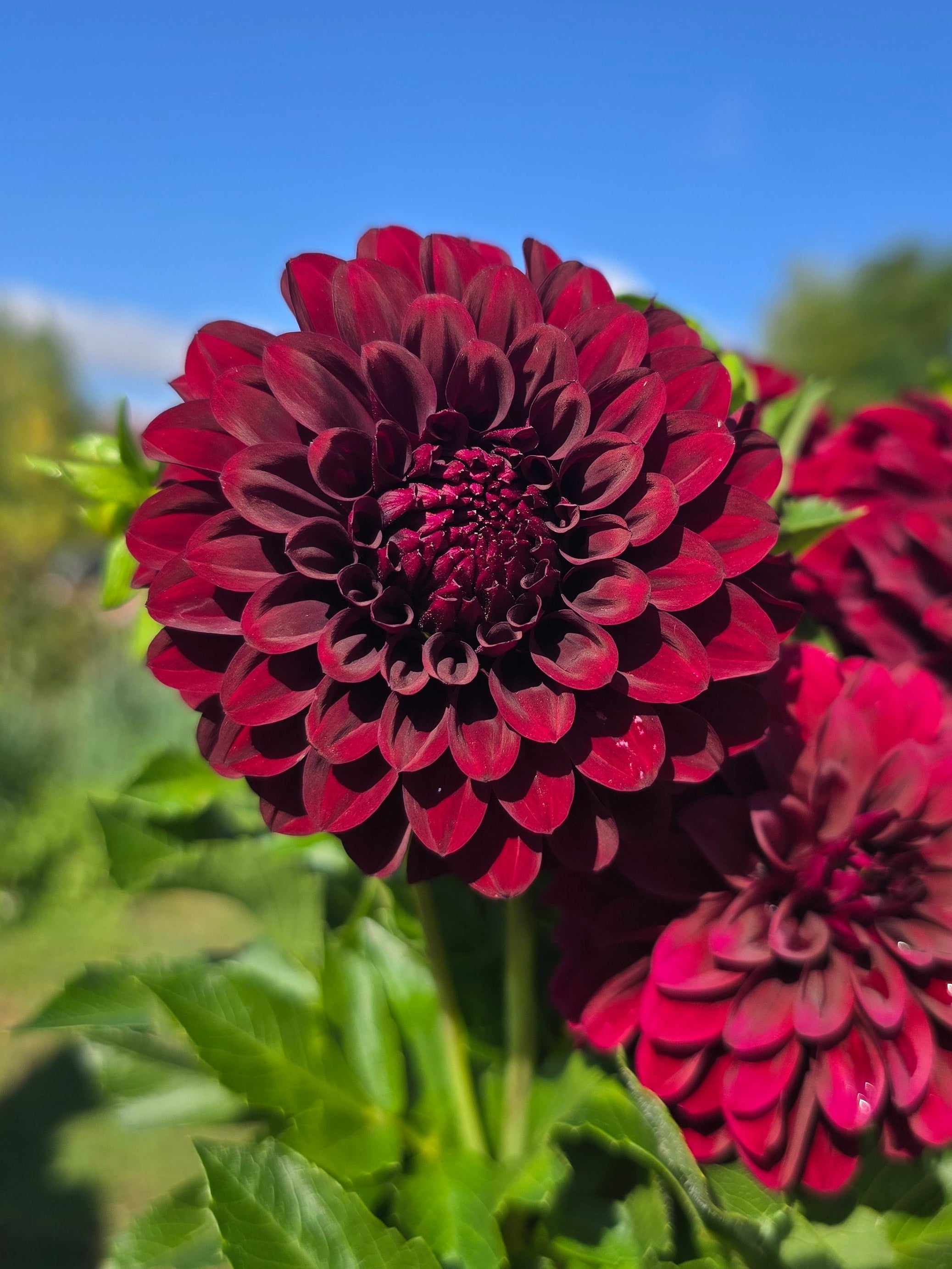 Black Satin - Tuber