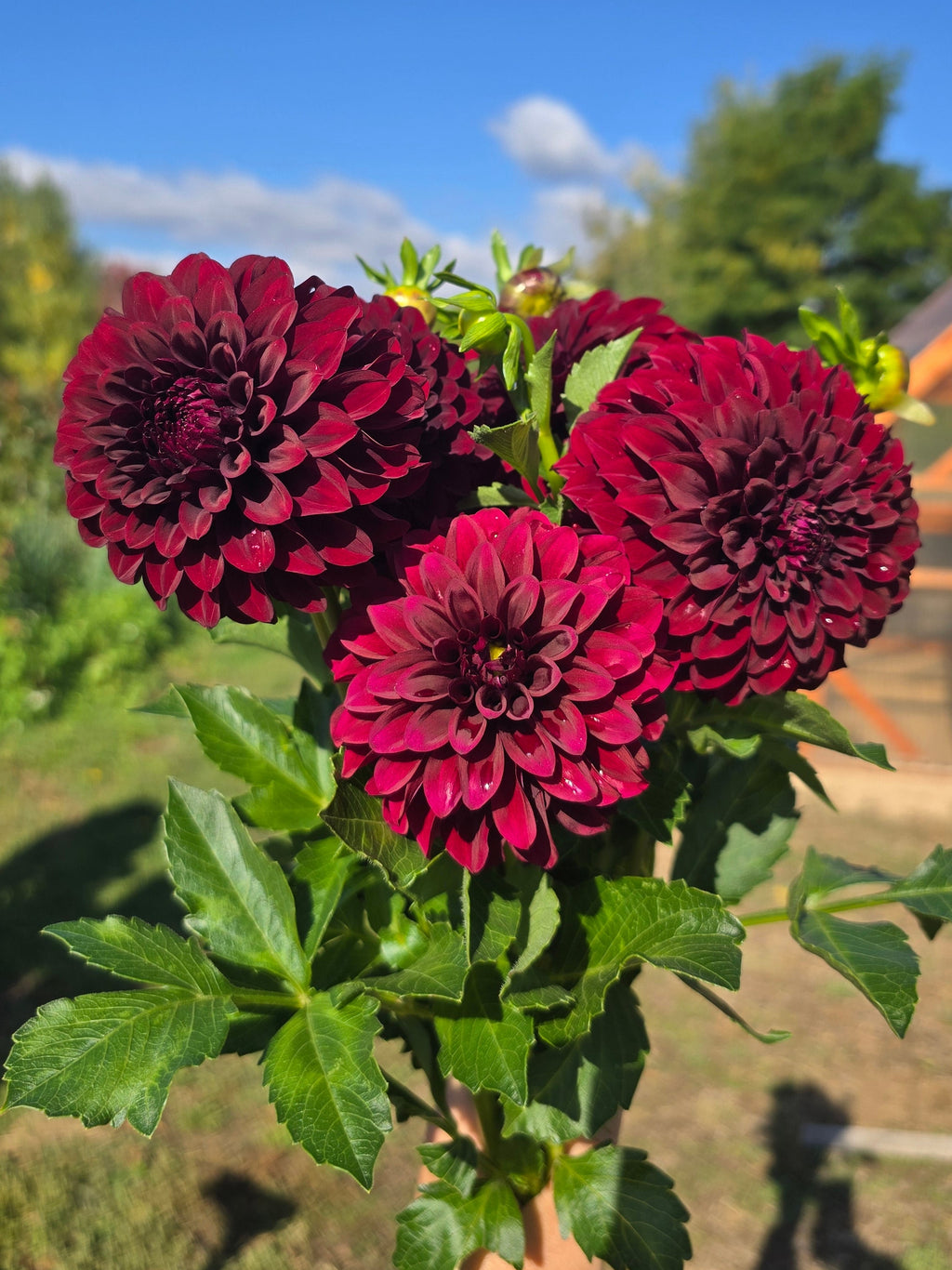 Black Satin - Tuber