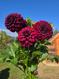 Black Satin - Tuber