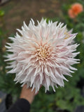 Lavendar Blush - Tuber