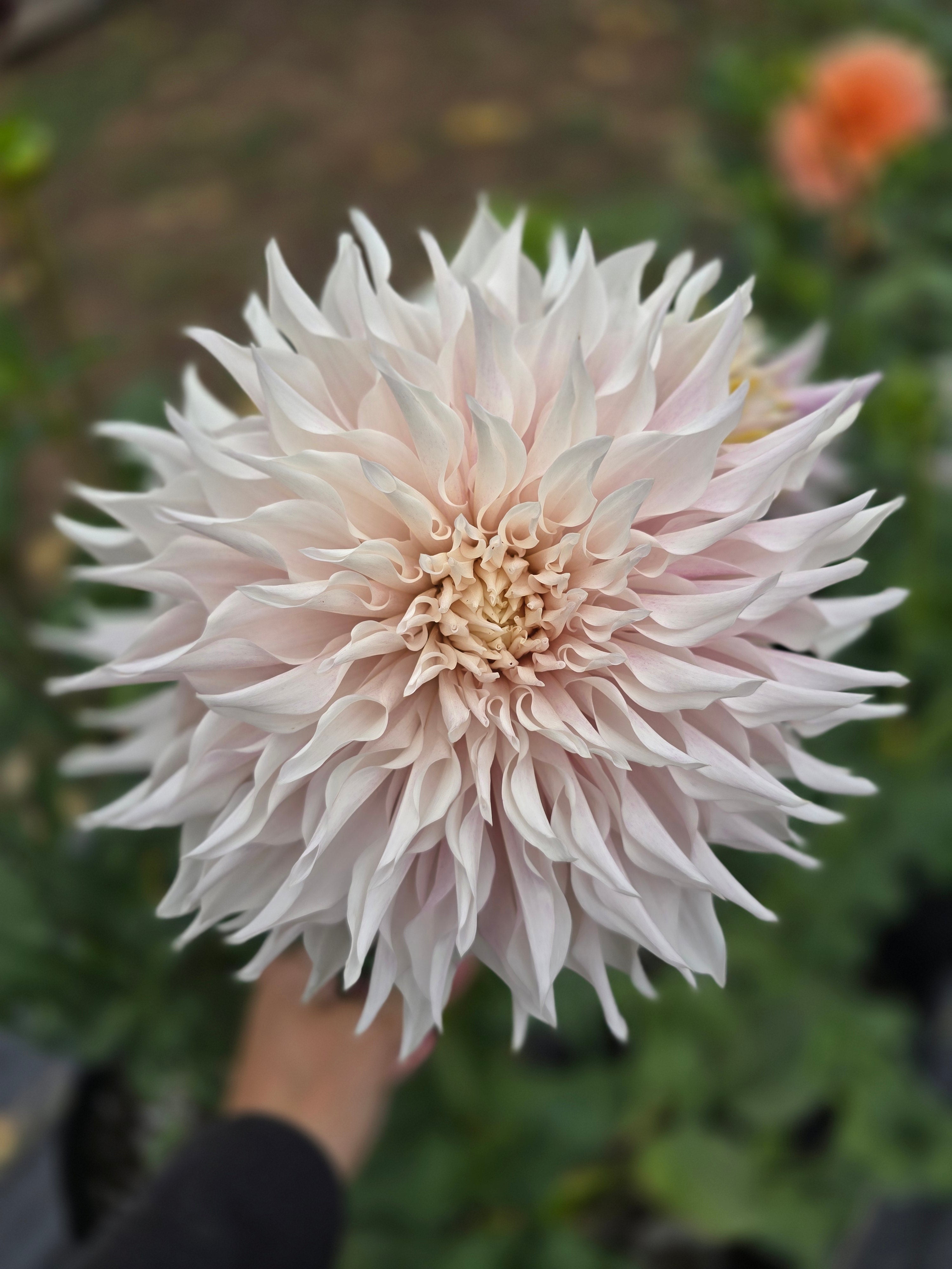 Lavendar Blush - Tuber