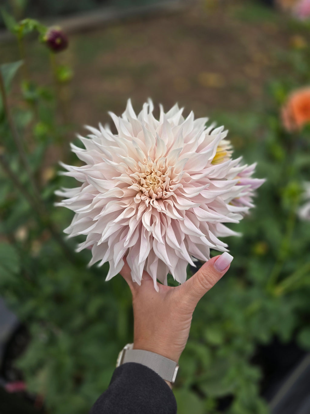 Lavendar Blush - Tuber