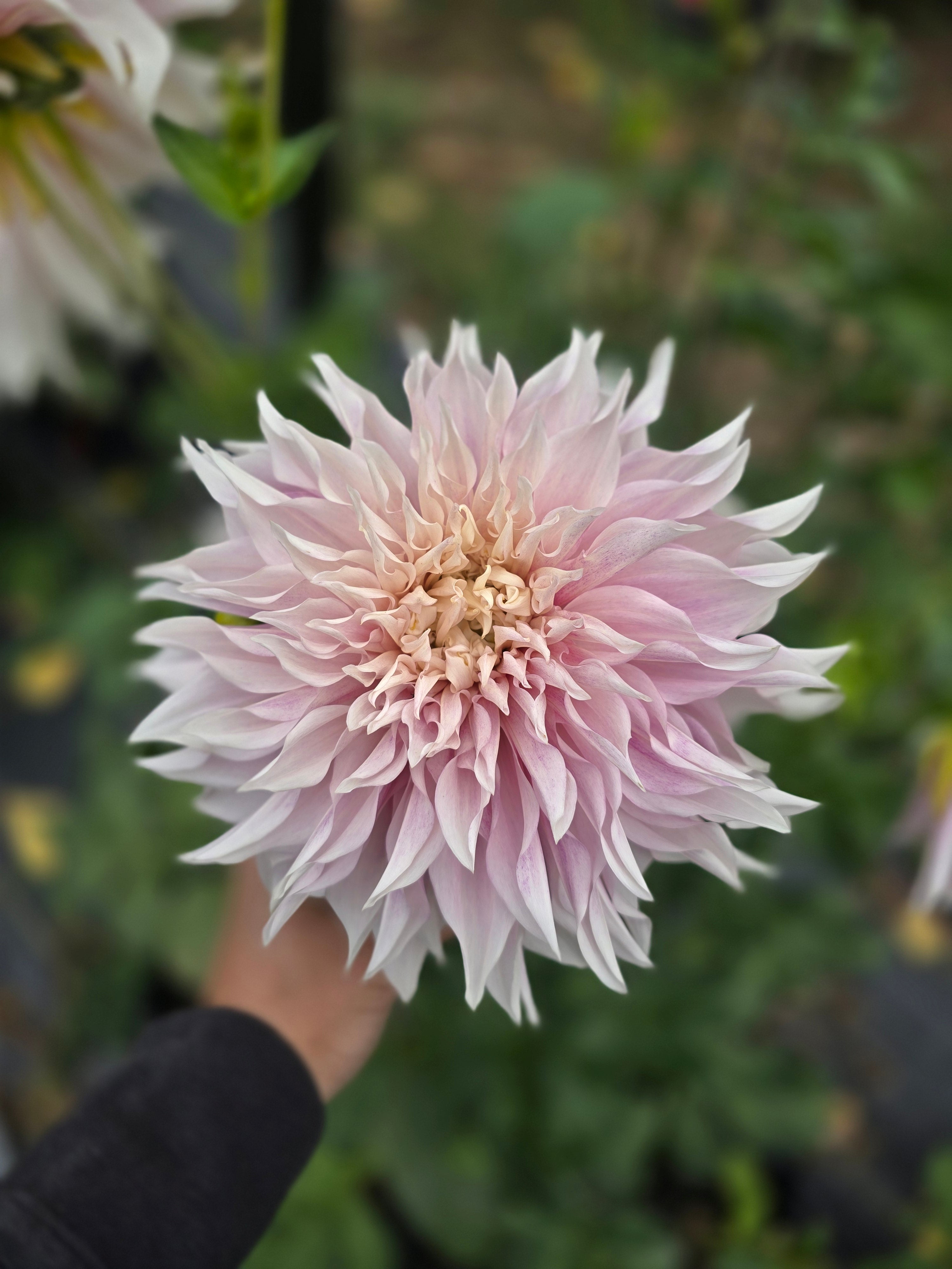 Lavendar Blush - Tuber