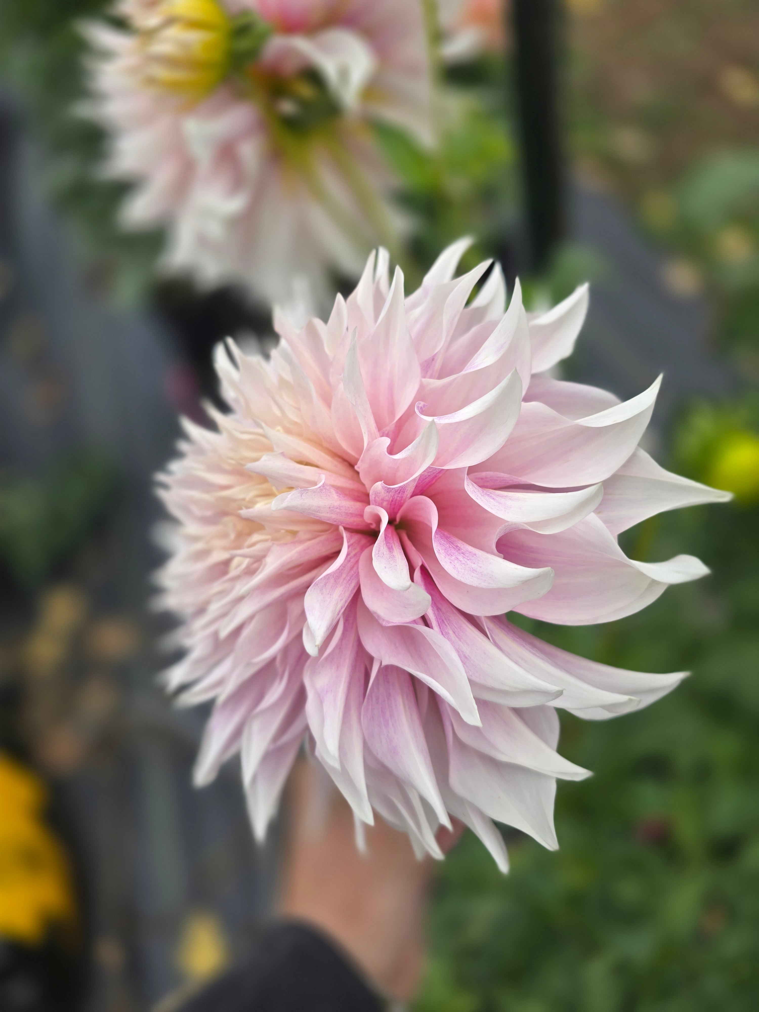 Lavendar Blush - Tuber
