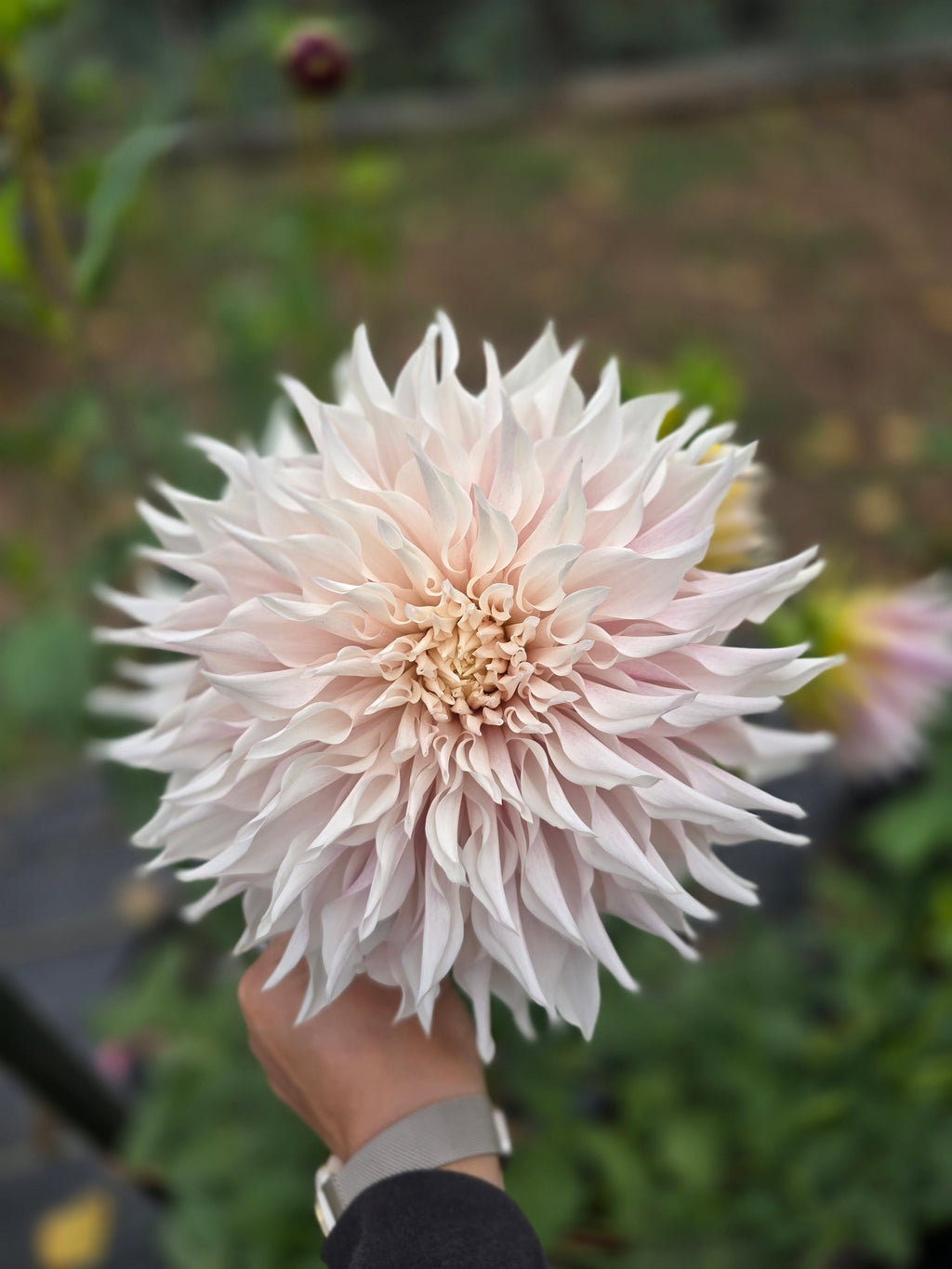 Lavendar Blush - Tuber
