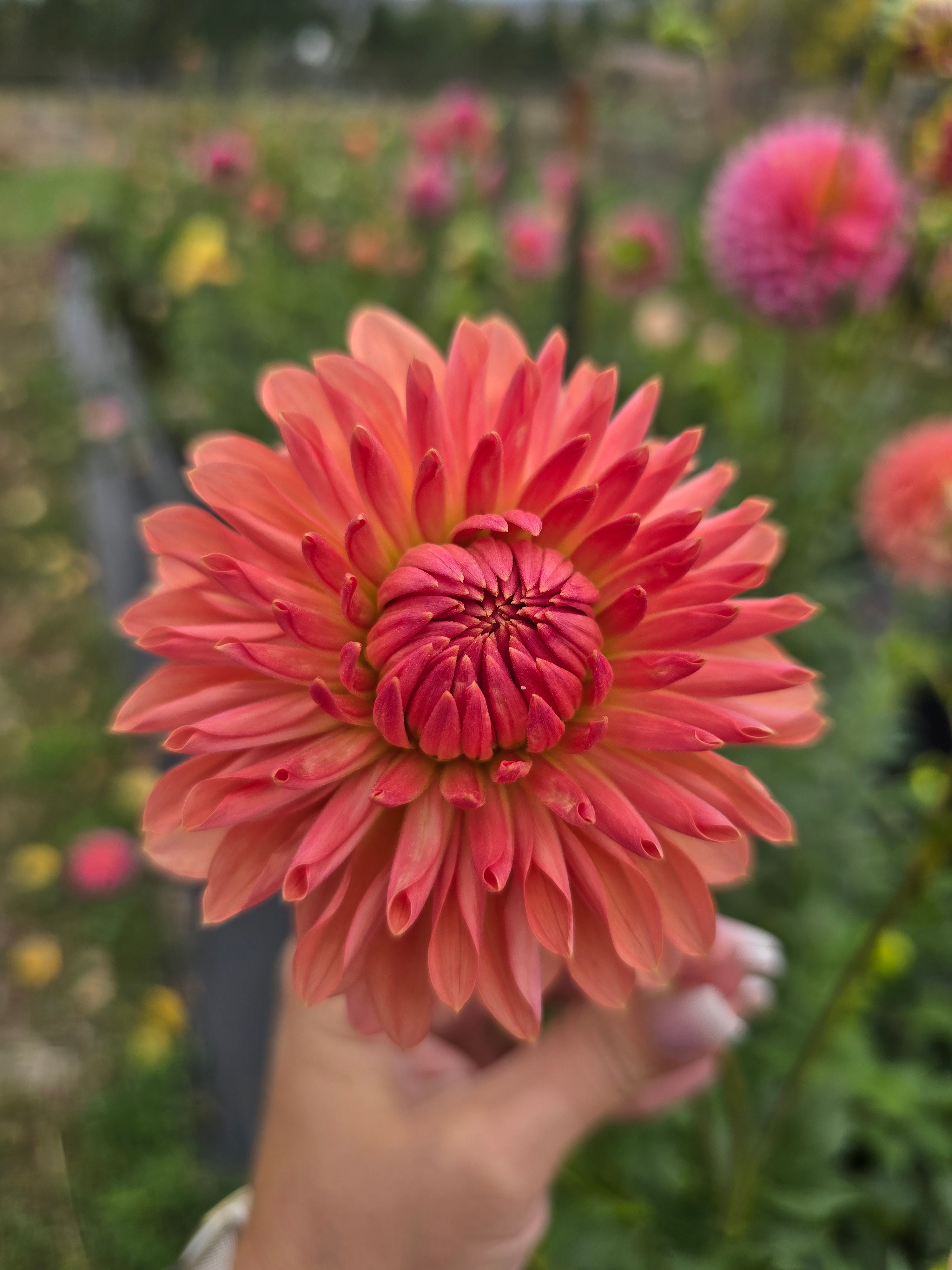 Lee's Zesty Peach - Tuber
