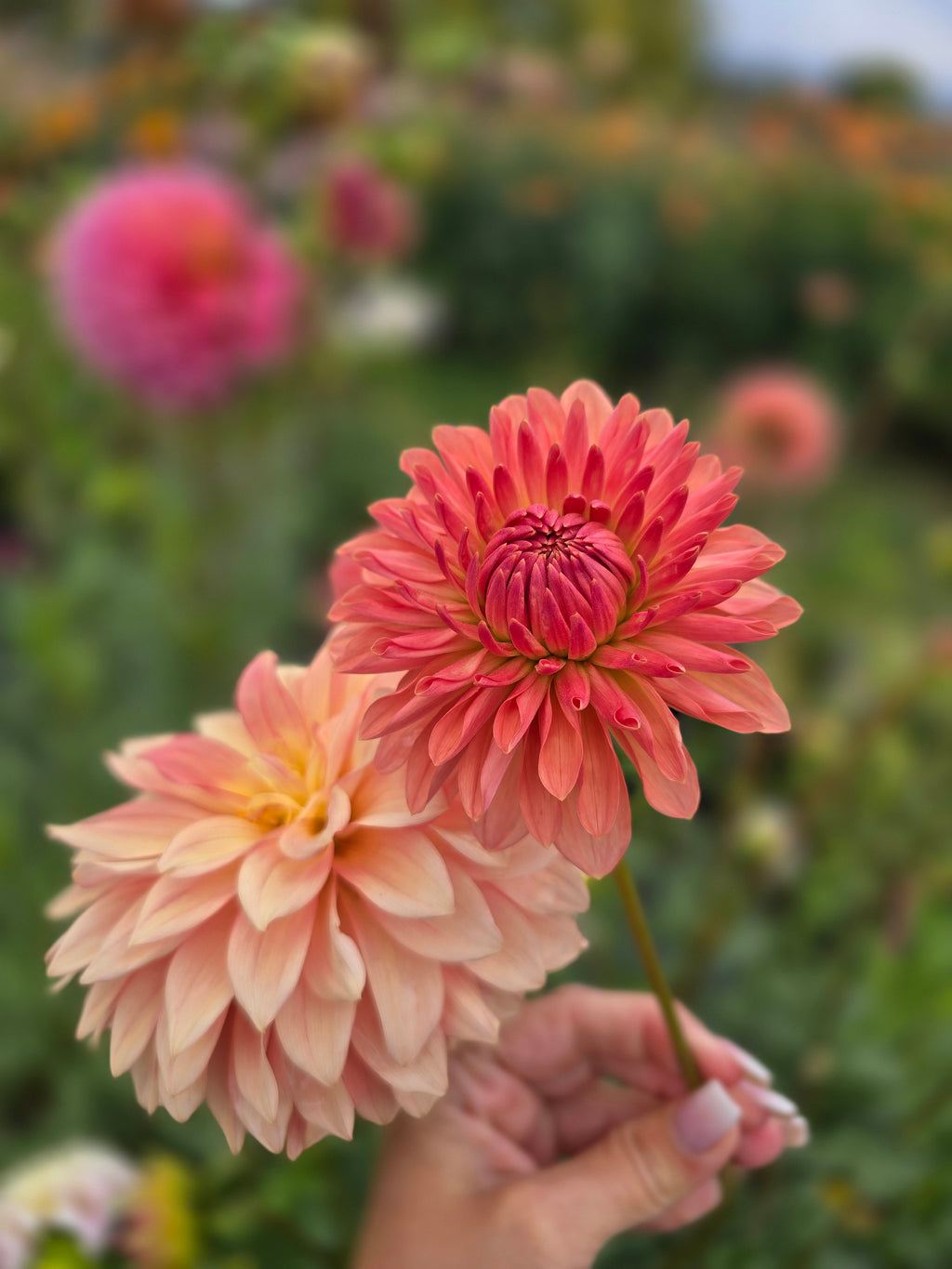 Lee's Zesty Peach - Tuber