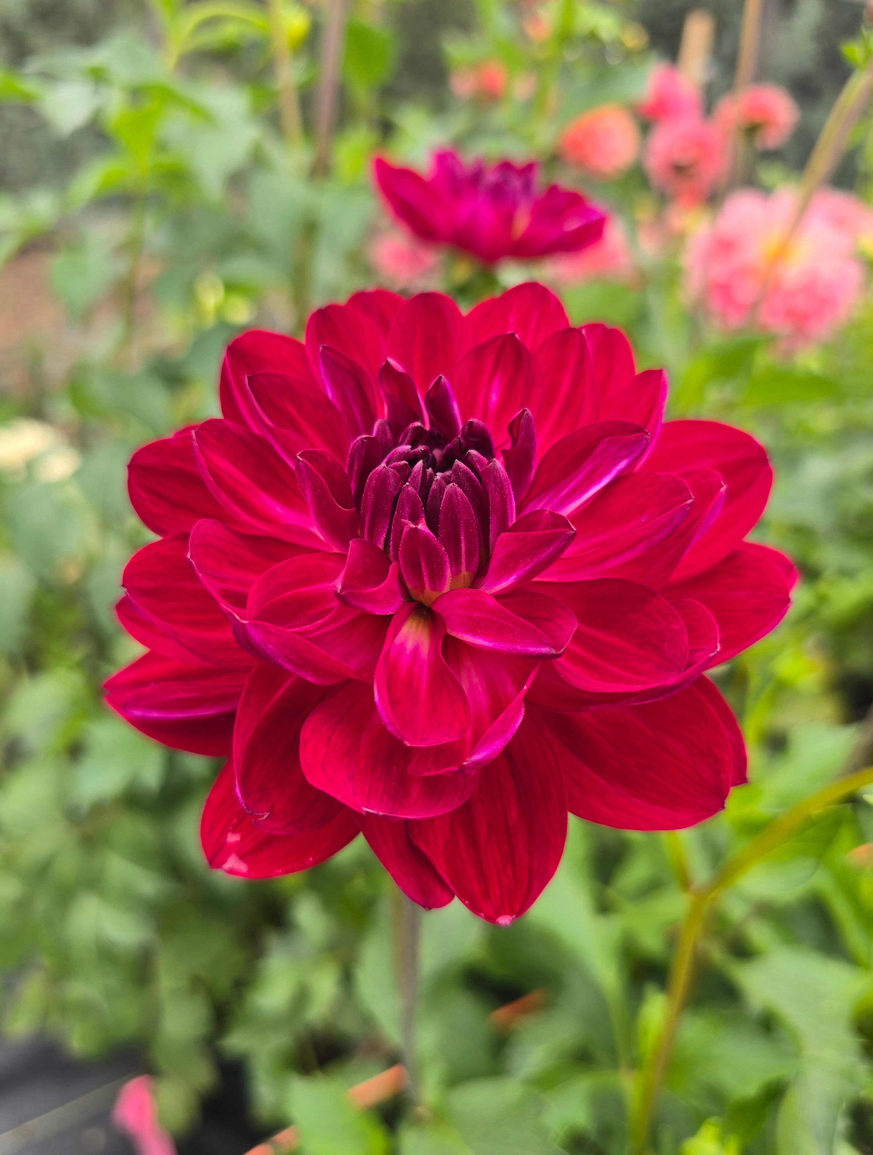 Sandia Bertha - Tuber