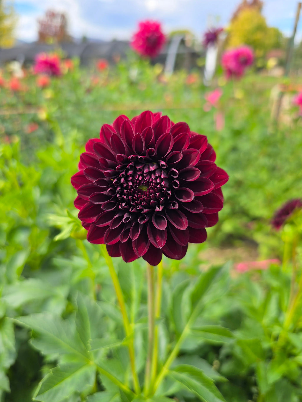 Black Satin - Tuber