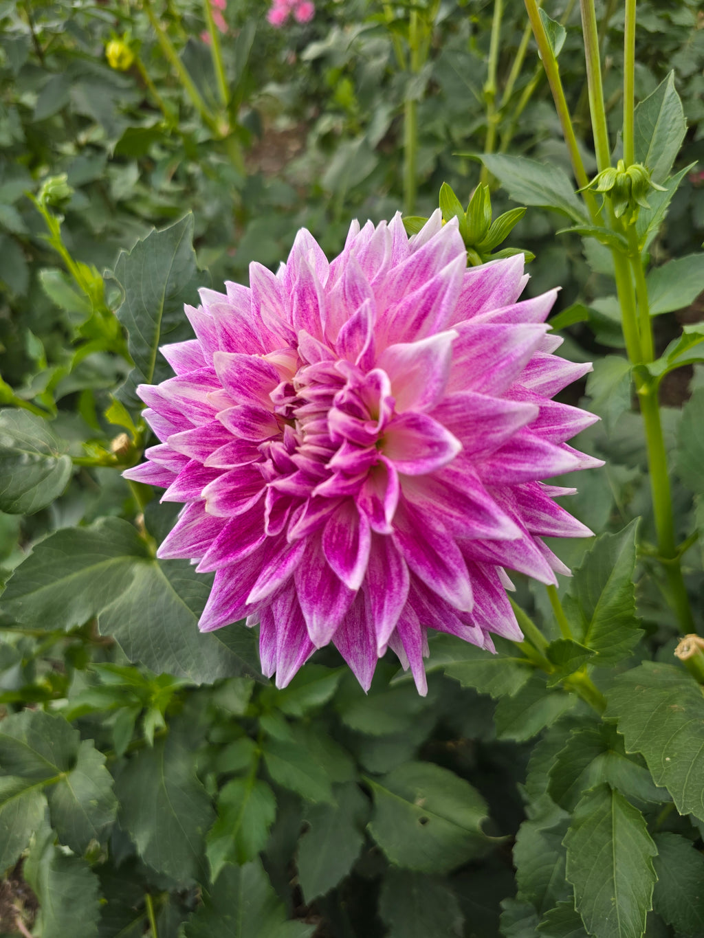 BJ's Dusty Rose - Tuber