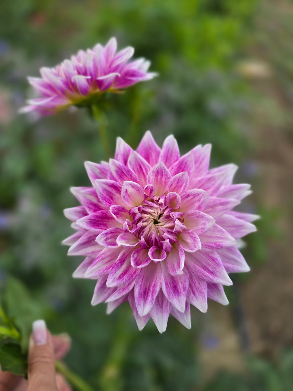 BJ's Dusty Rose - Tuber