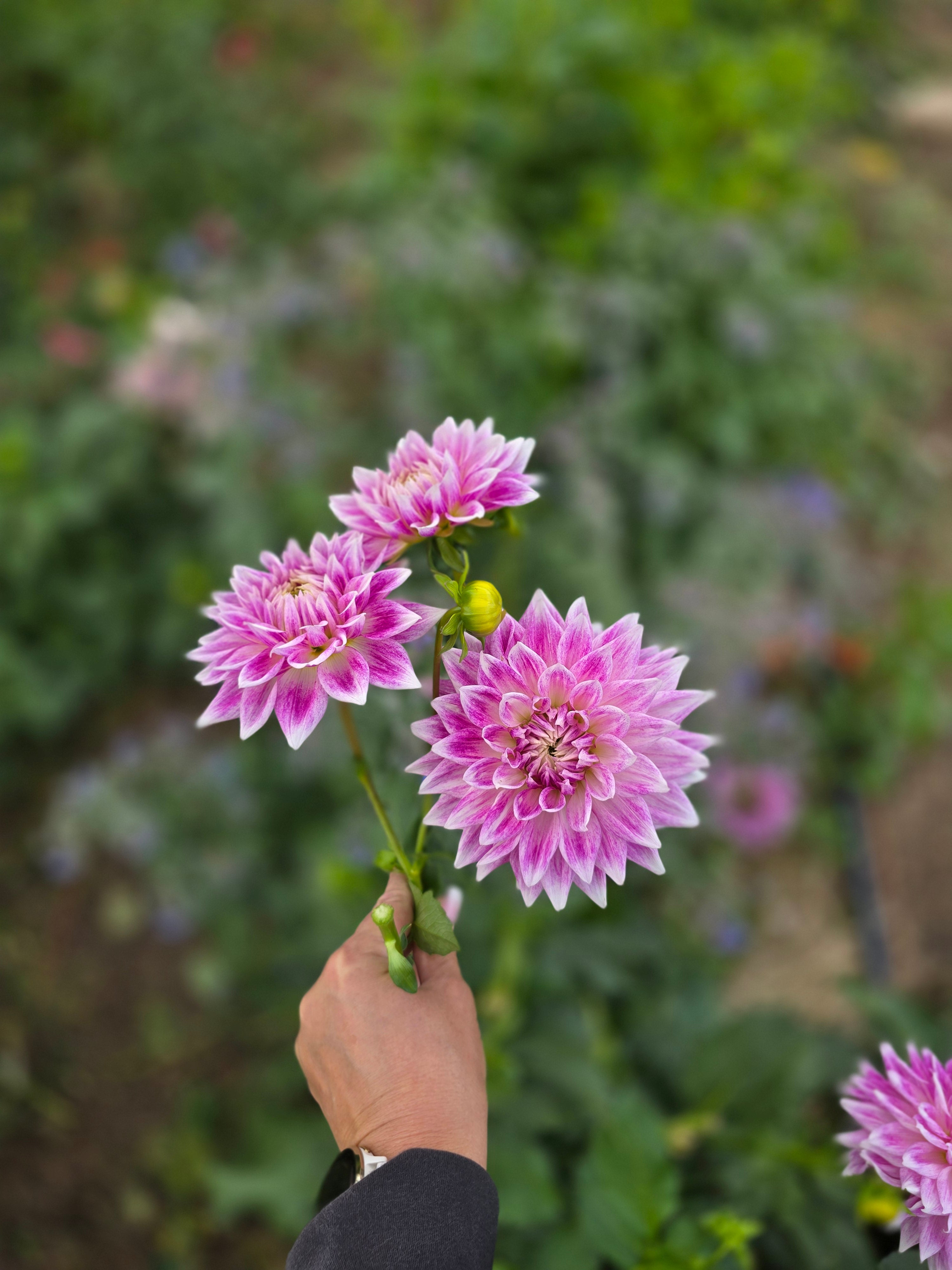 BJ's Dusty Rose - Tuber