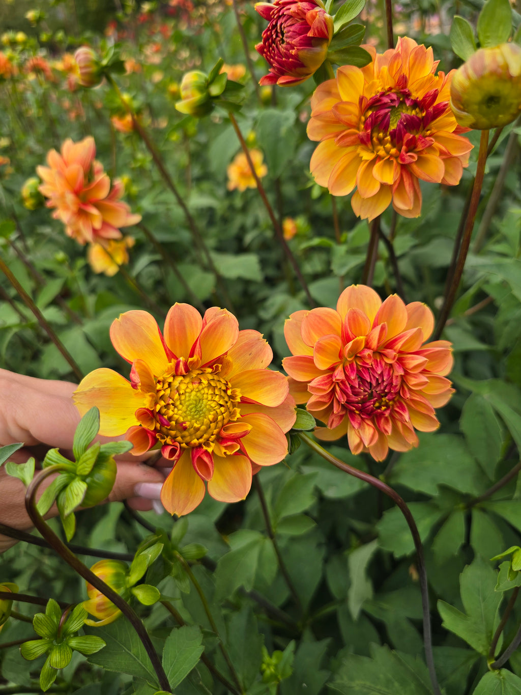 Garden time - Tuber