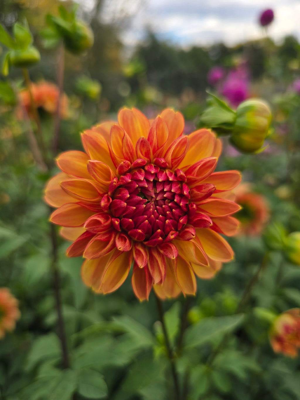 Garden time - Tuber