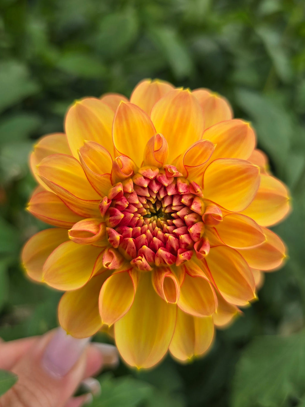 Garden time - Tuber