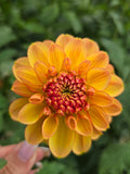 Garden time - Tuber