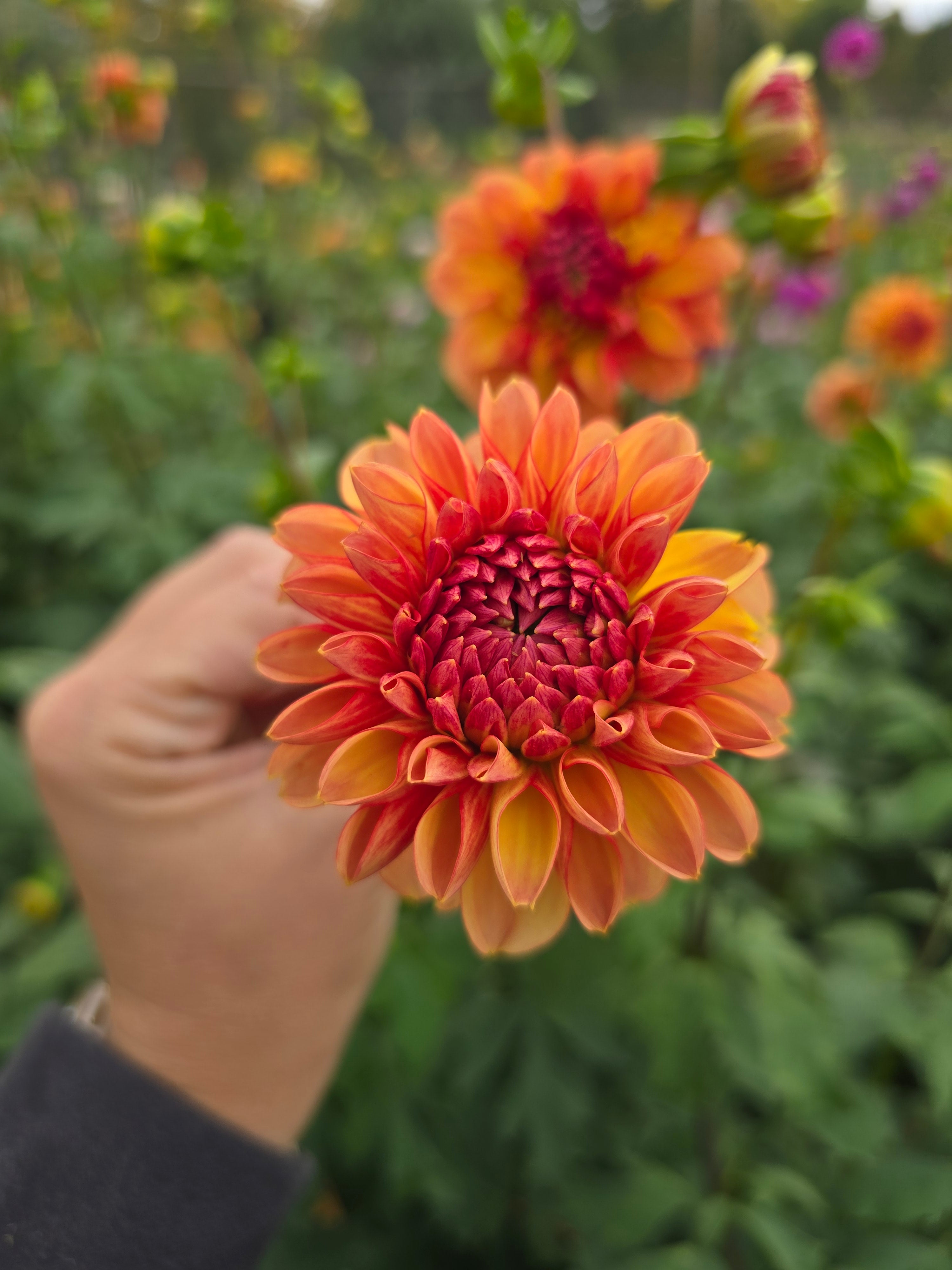 Garden time - Tuber