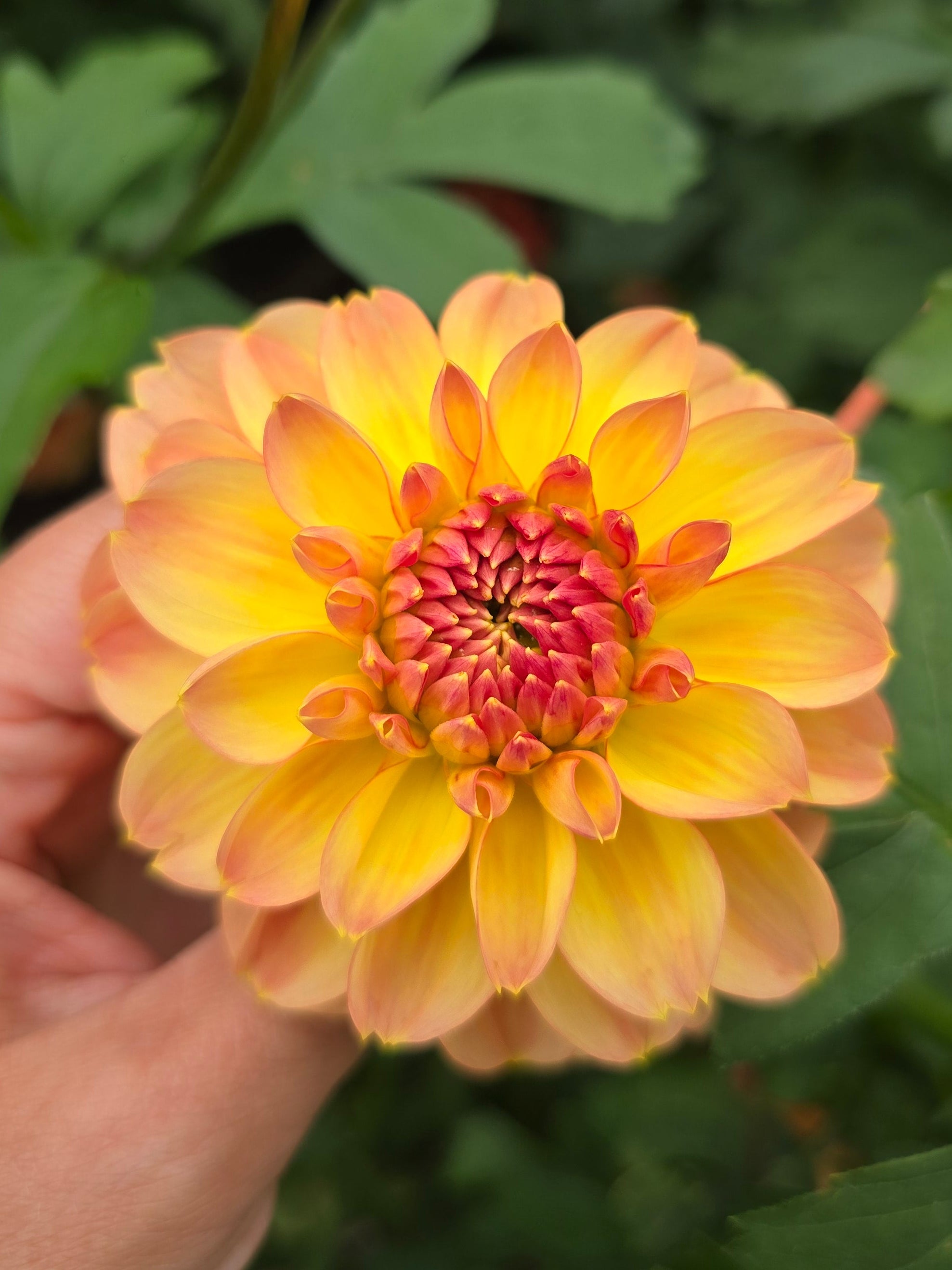 Garden time - Tuber