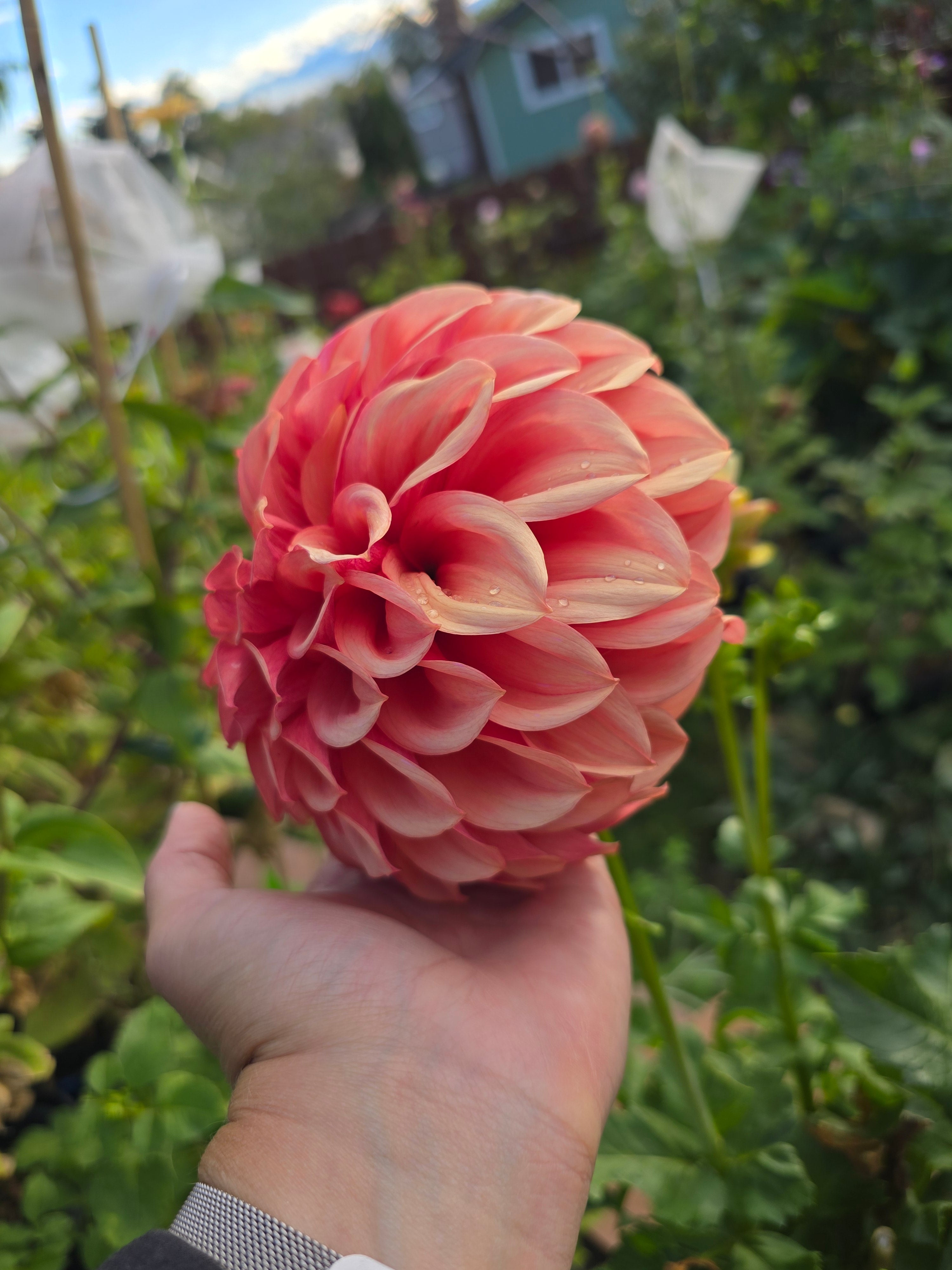 Orange Globe - Tuber