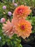 Apricot Desire - Tuber