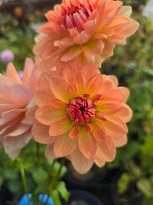 Apricot Desire - Tuber