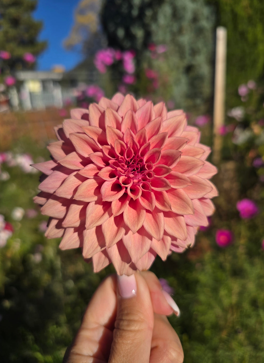 Lee's Swiss Miss - Cutting