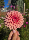 Lee's Swiss Miss - Cutting