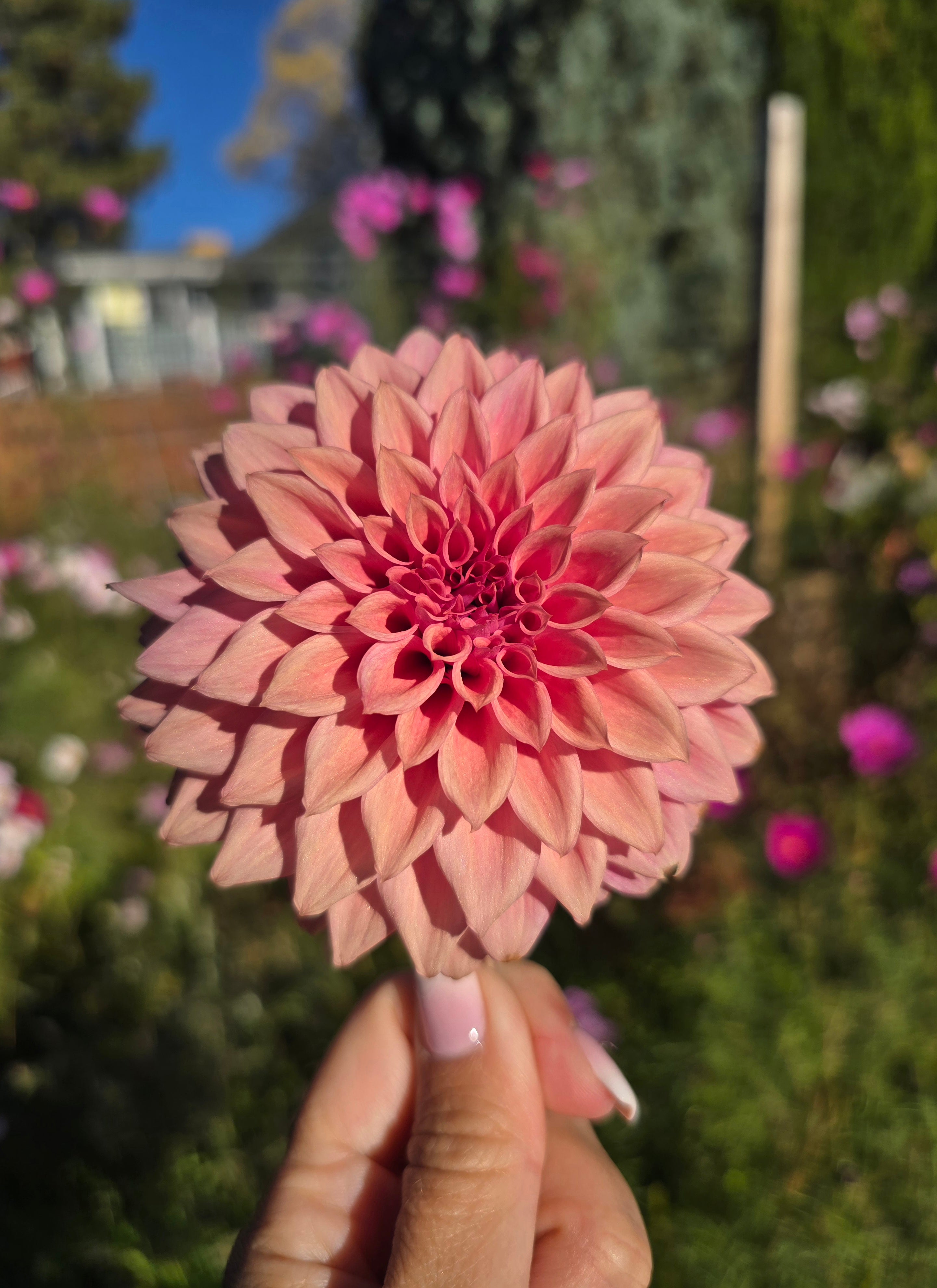 Lee's Swiss Miss - Cutting