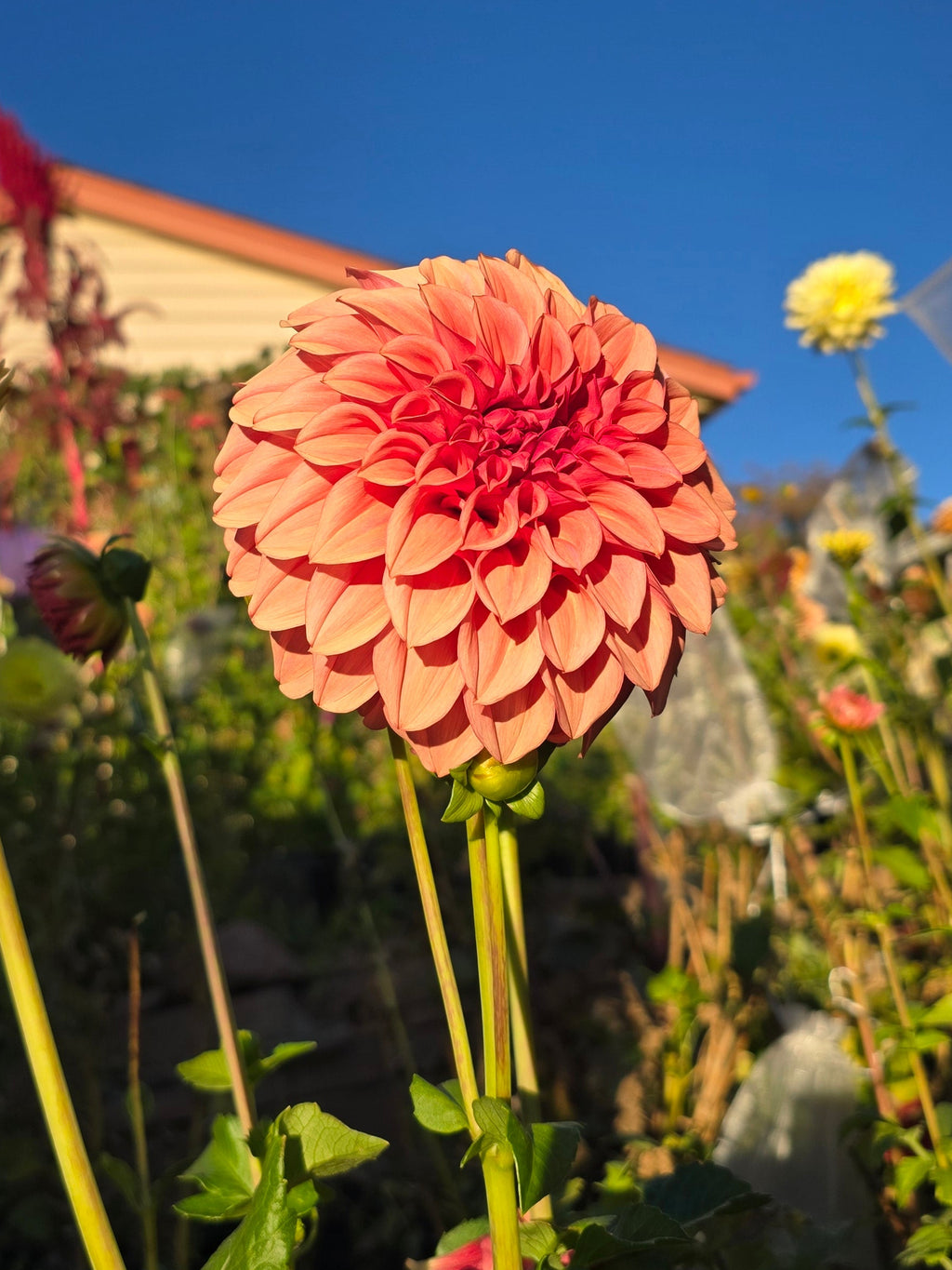 Orange Globe - Tuber
