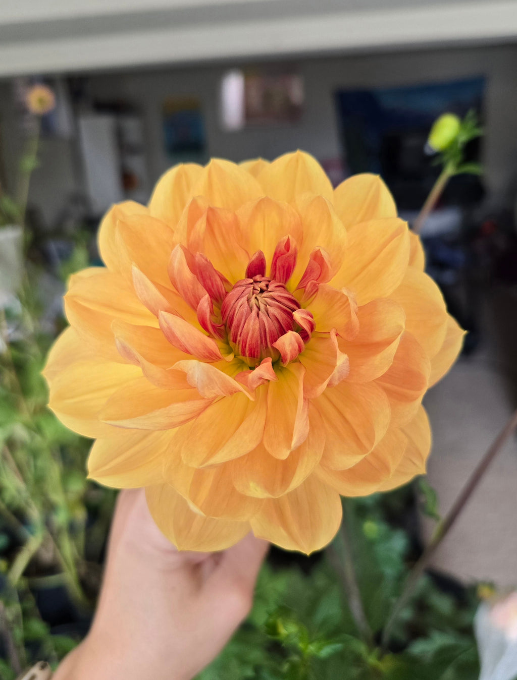 Hollyhill Golden Glow - Cutting