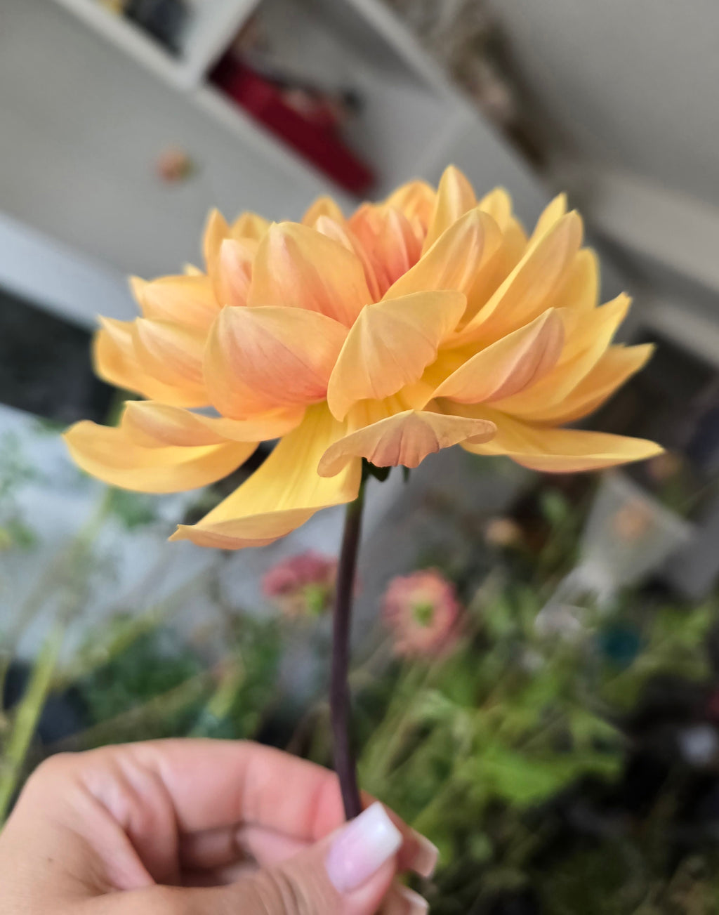 Hollyhill Golden Glow - Cutting