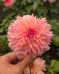 Lee's Pink Grapefruit - Cutting