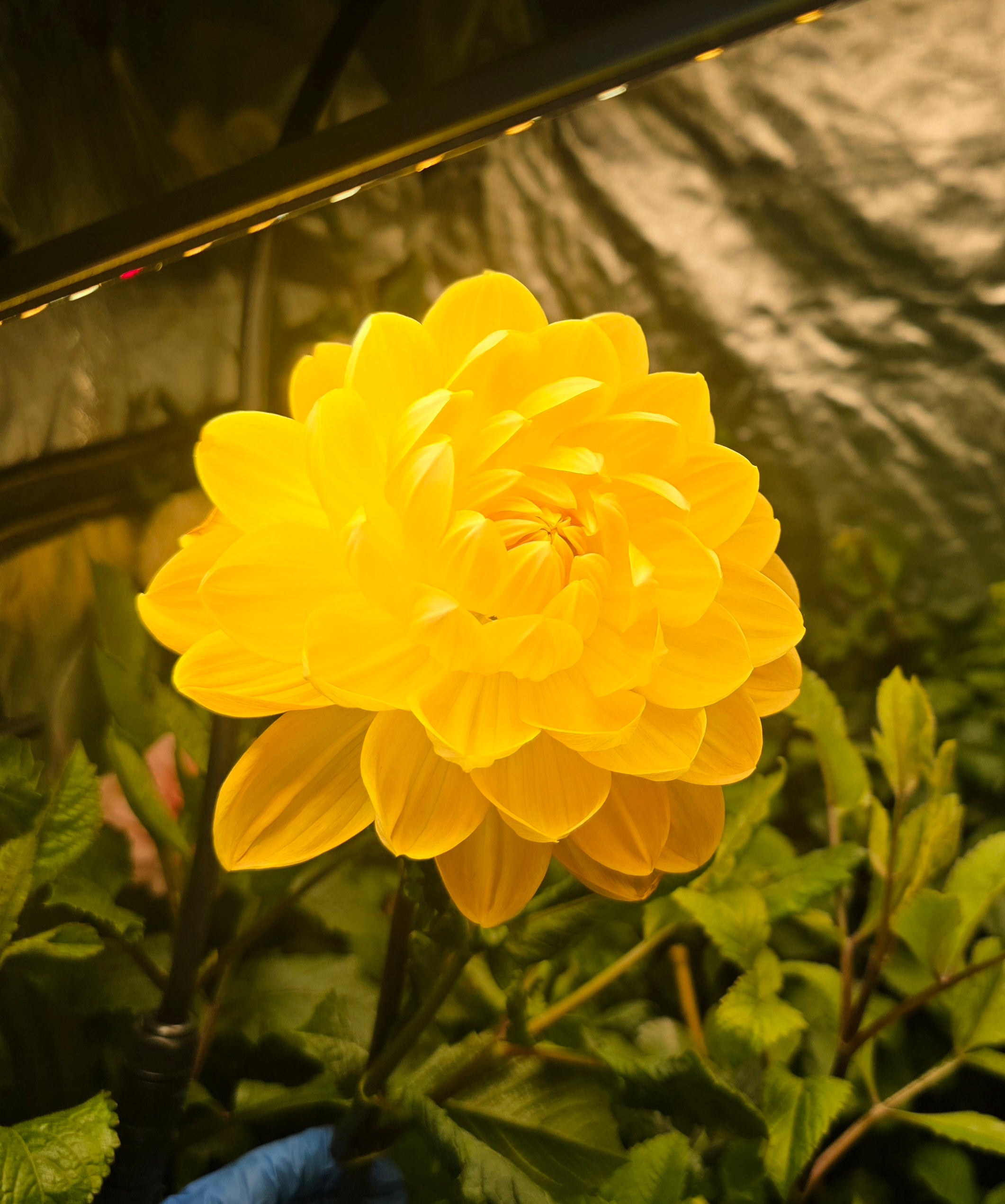 Hollyhill Honey Gold - Cutting