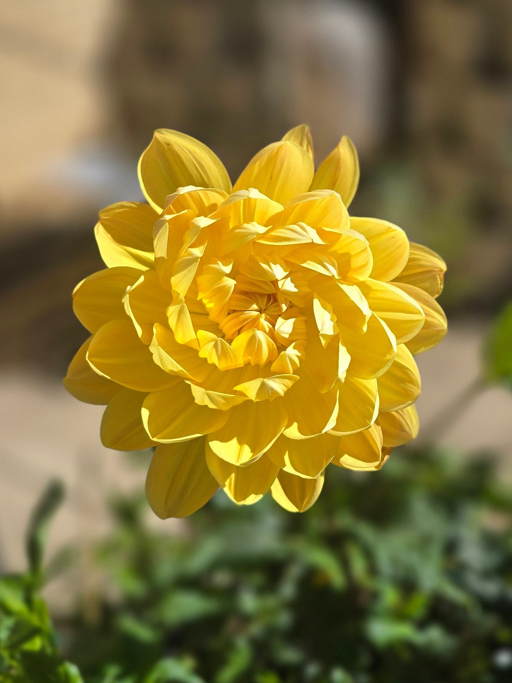 Hollyhill Honey Gold - Cutting