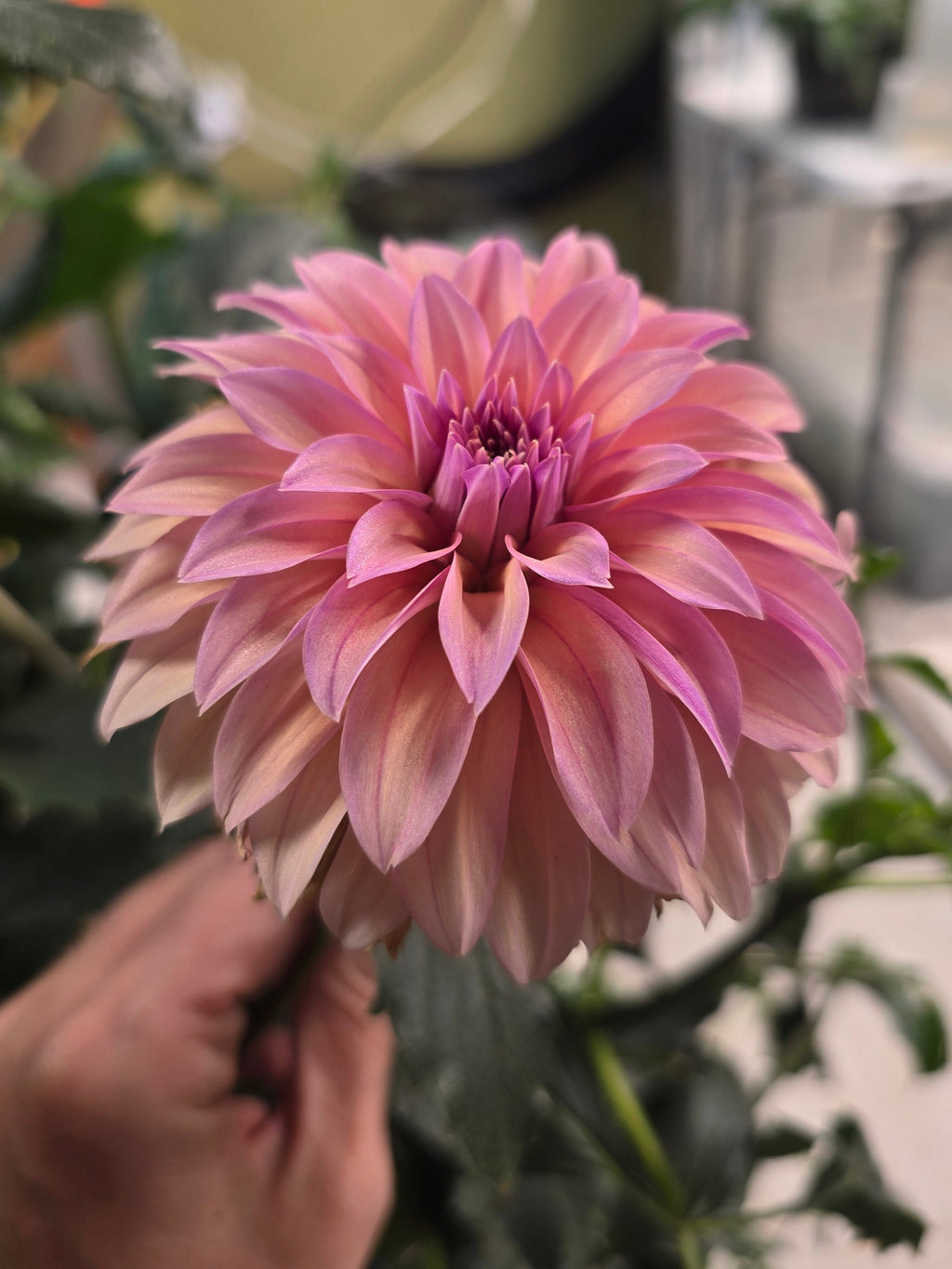 Bloomquist Innate- Cutting