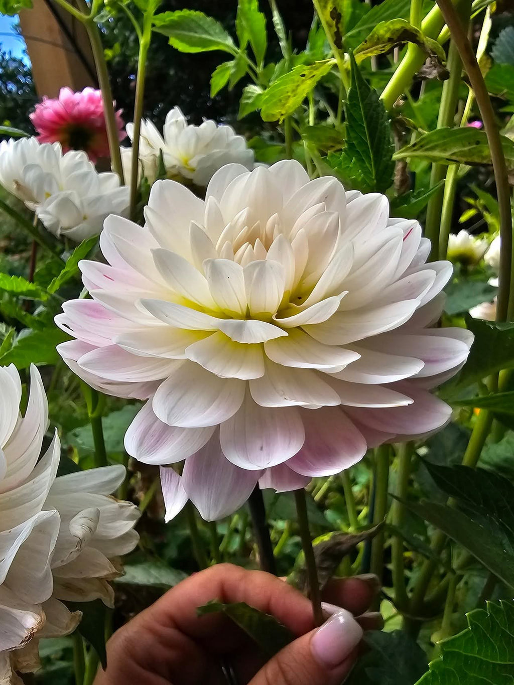 Kelgai Ann - Tuber