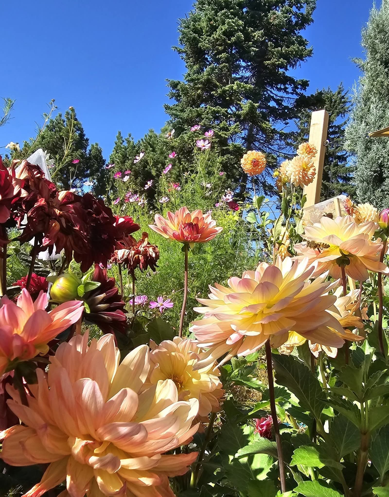 Sandia Bliss - Tuber
