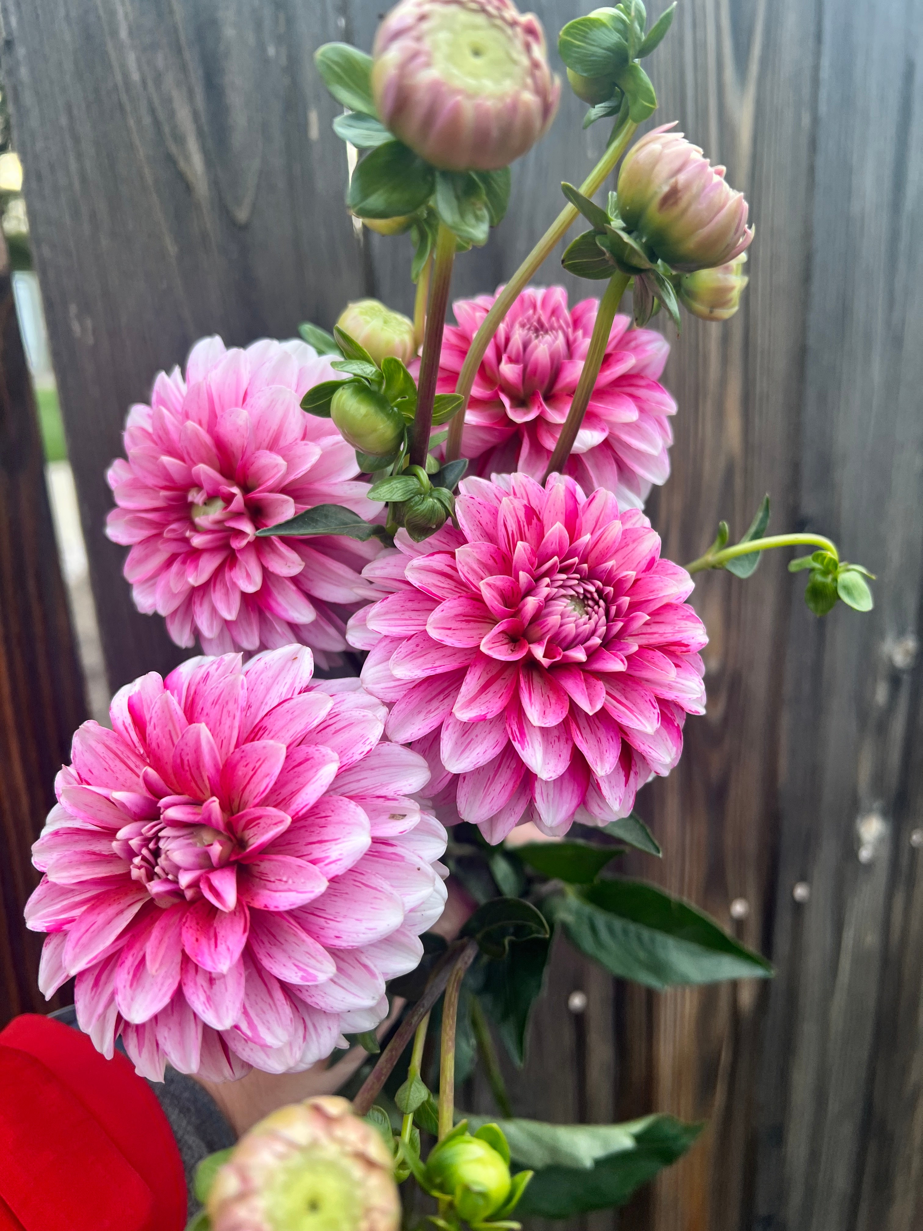 Strawberry Creme - Tuber