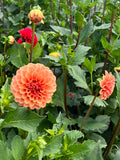 Rose Toscano - Tuber