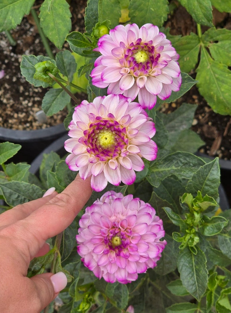 Genova - Tuber